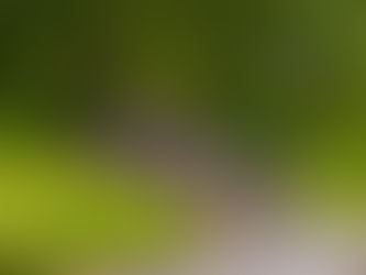 Ein Fahrradkorso fährt durch einen grünen Wald