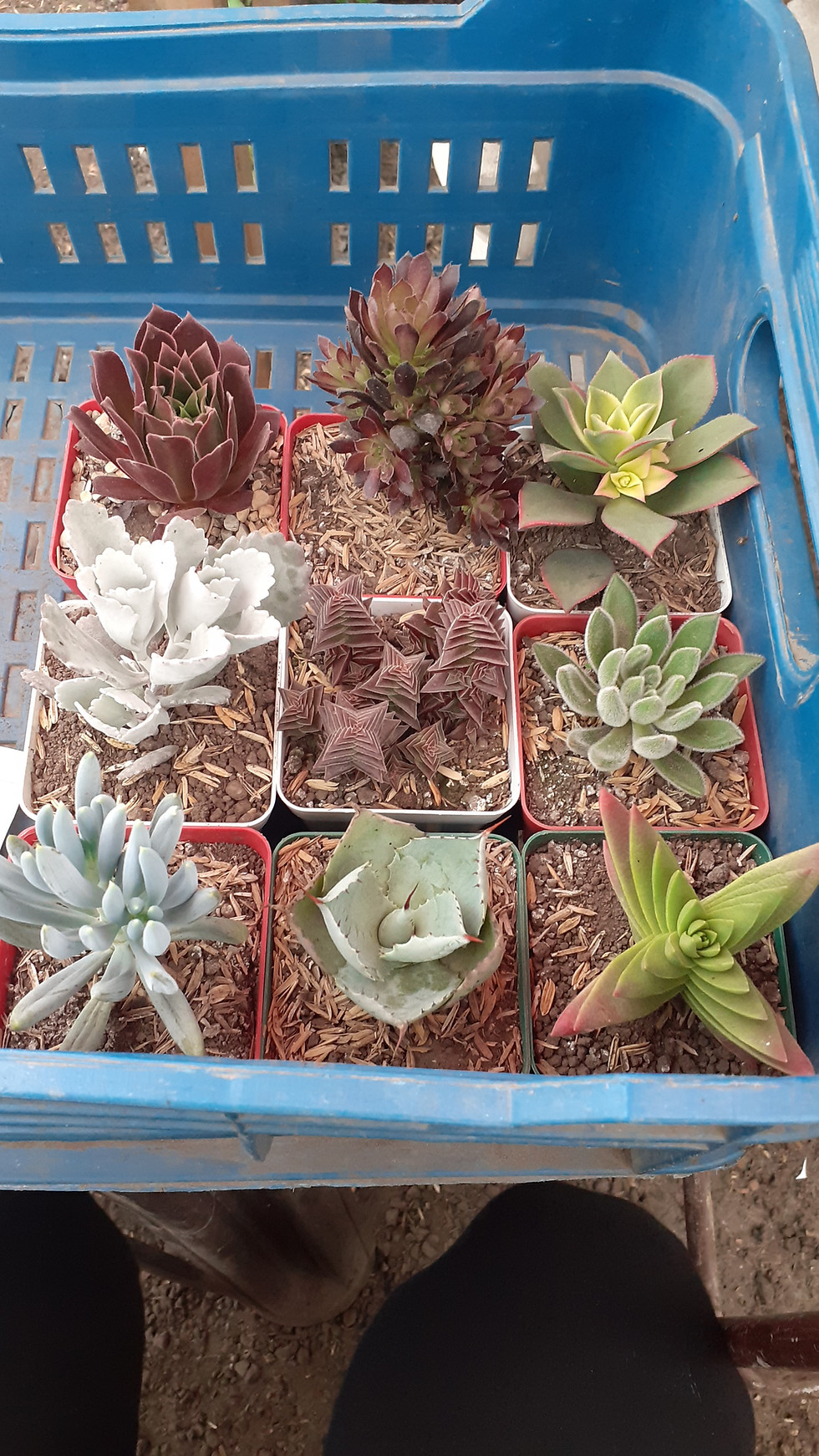 Miniatura: Suculentas 