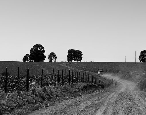 CTG Querência de São Pedro - 50 anos