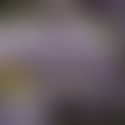 Cascading purple wisteria in bloom at the Northern Culture Museum in Niigata, draped over twisting branches in a lush garden setting.