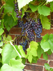 september----grapes_49587392043_o.jpg