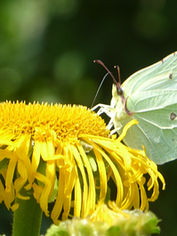 july---brimstone-butterfly_49587362733_o.jpg