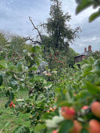 Elford Orchard.jpg
