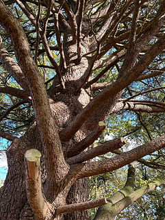 Scots Pine.jpg