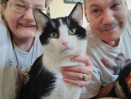Why Tuxedo Cats Like Mr. Skunky Luke Are Unique