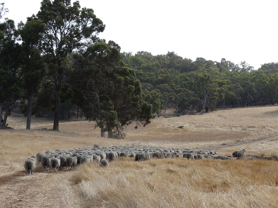 muster at the Darkan Ram Breeding Co-operative