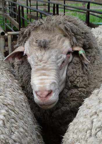Performance bred Australian merino