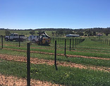 vineyard.jpg