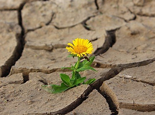Blume_in_Wüste_flower-887443__340.jpg