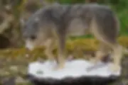 Figurine Loup Gris sur Neige  11 Cm