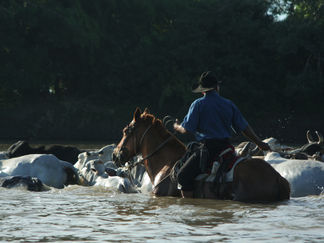 SER GANADERO EN ARAUCA, TODO UN DESAFÍO