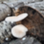 Summer white oyster - growing on aspen wood