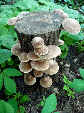 Mushroom Growing kits - on logs!