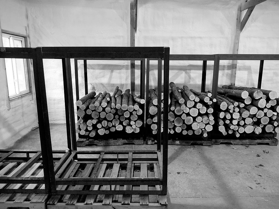 just harvested fresh oak logs ready for inoculations