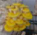 golden oyster.jpg