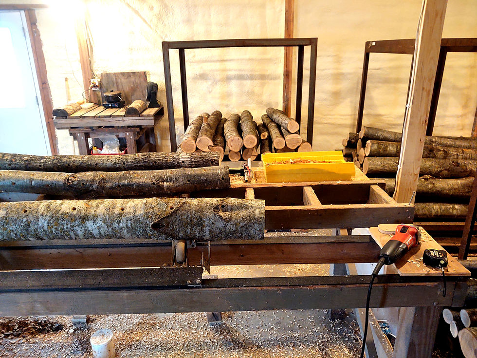 log inoculations with drilling holes (foreground) inoculating, and waxing (back wall)