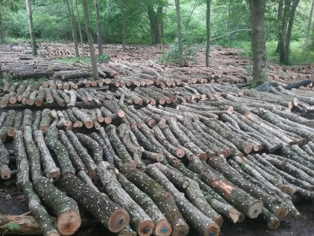 A flurry of activity