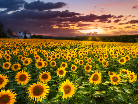 Sunflowers