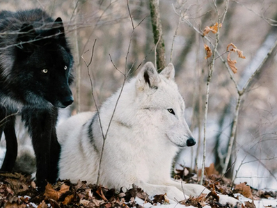 Today's Lenten Meditation: Which Wolf Do You Feed?
