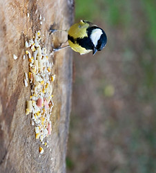 Harrison wild bird Feed