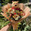 Thumbnail: 24 Roses Pooh Bear Hug Bouquet