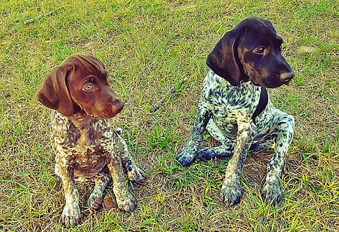 Lorelei & Calypso 1.jpg