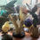 Thumbnail: Birds from Peru