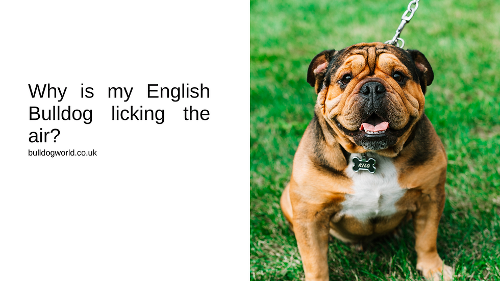 Why is my English Bulldog licking the air?