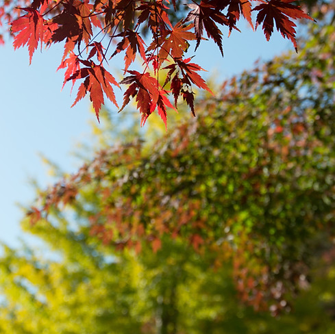 Autumn