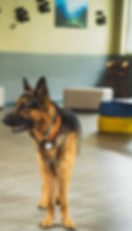 Image of a german shepard
