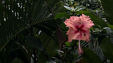 IMG_6657.jpeg
