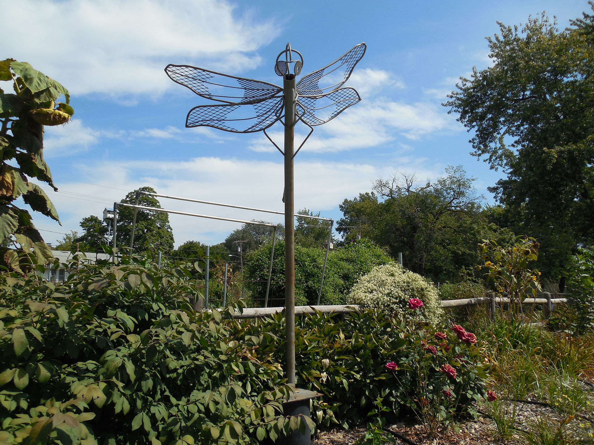 Dragonfly 001