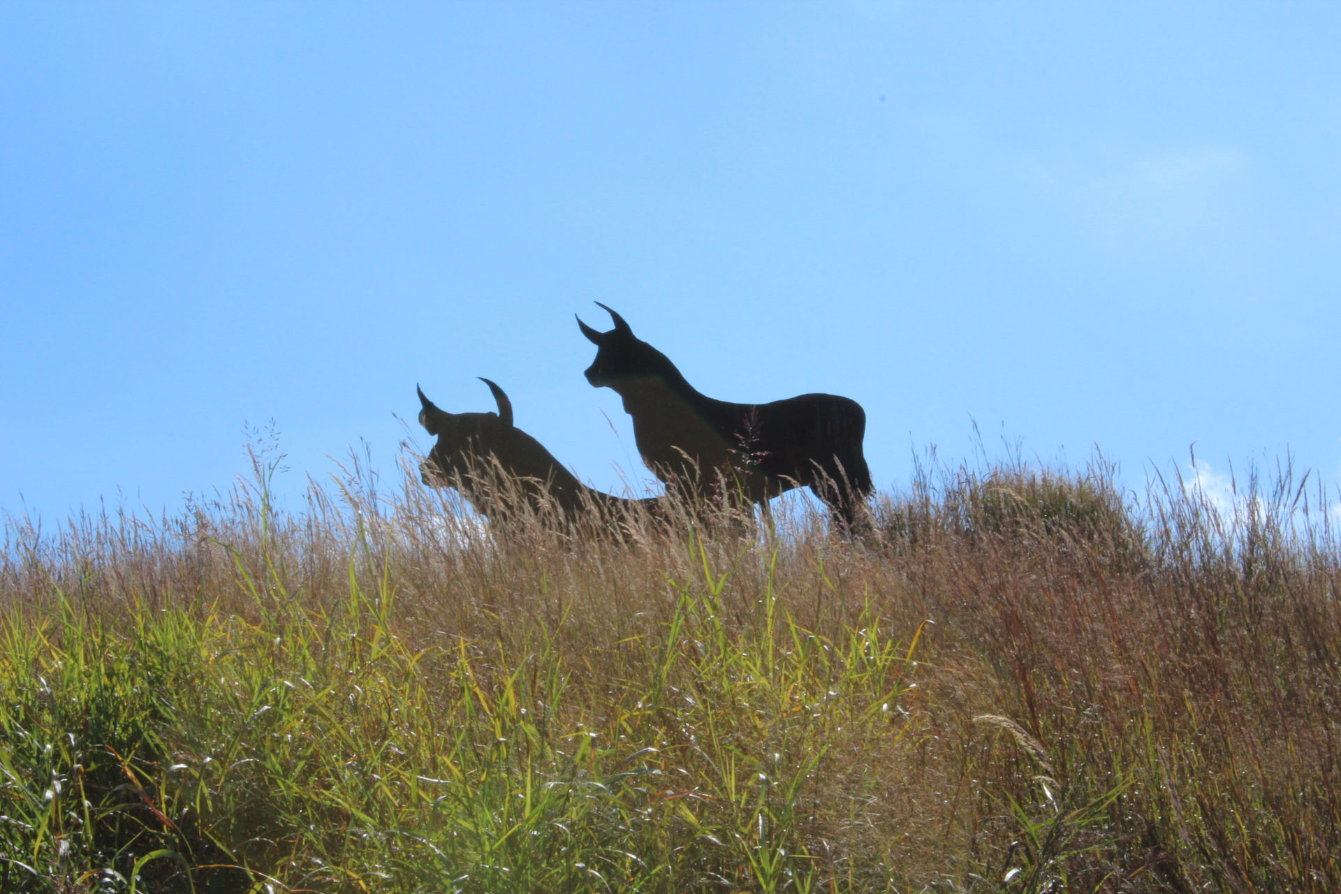Bull Mountain 005