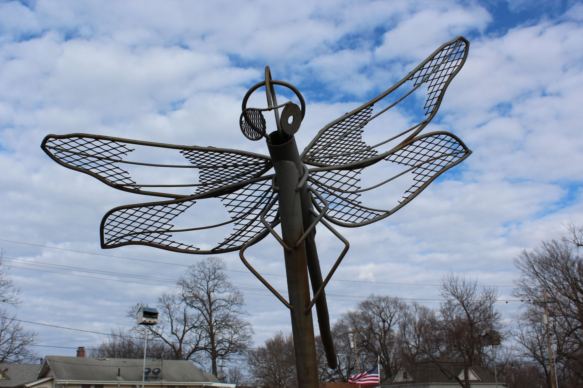Dragonfly 003