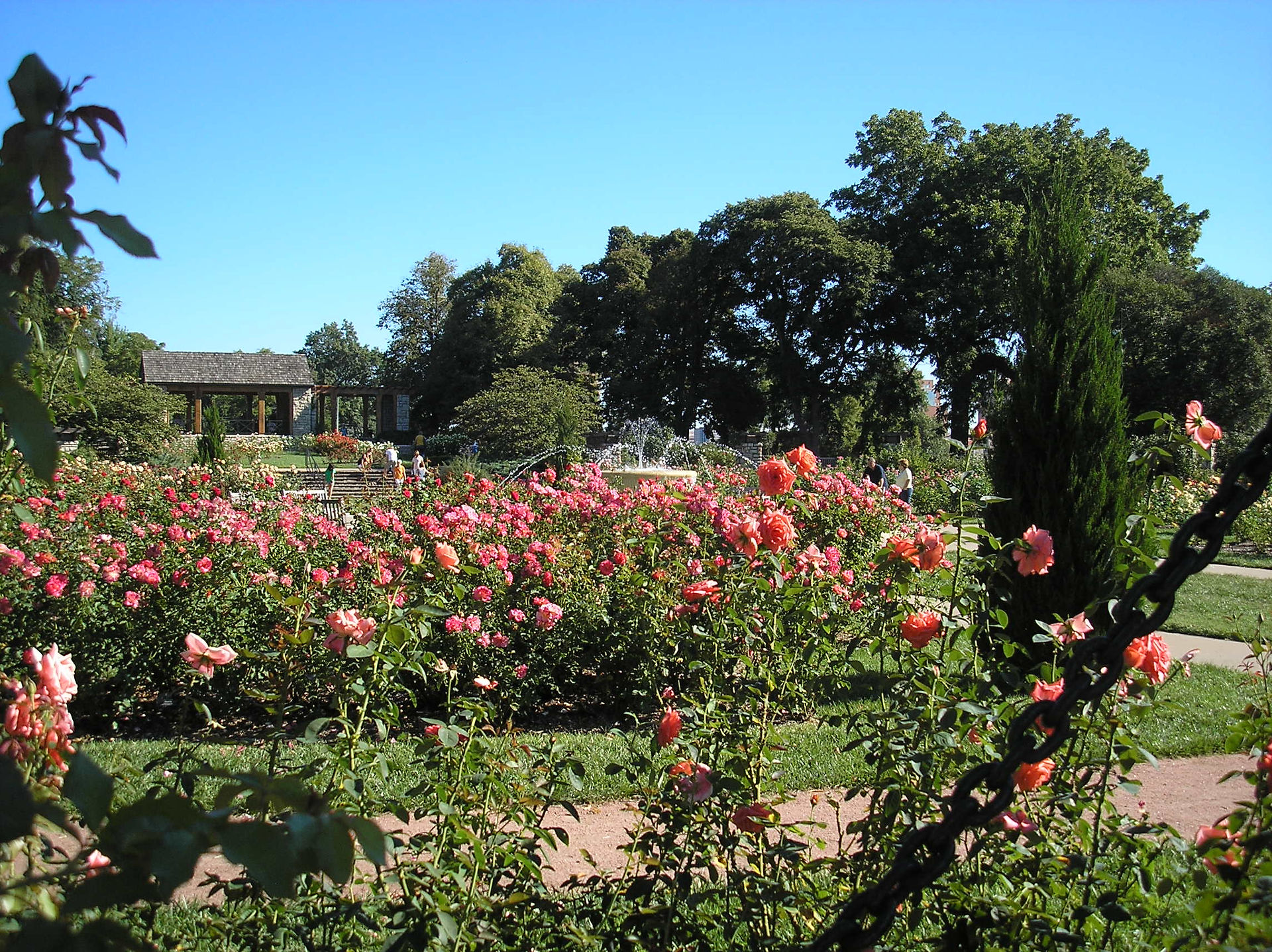 Laura Conyers Rose Garden 007