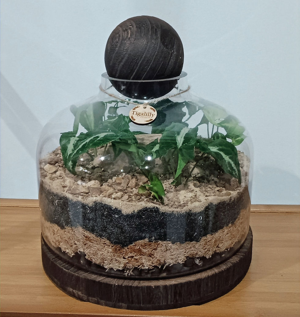 Thumbnail: MEDIUM Wooden Ball and Base Terrarium