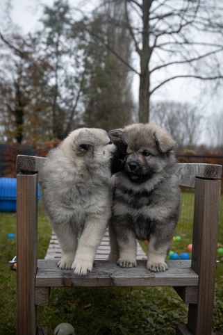 Bea-Lupa und Blue-Tilda