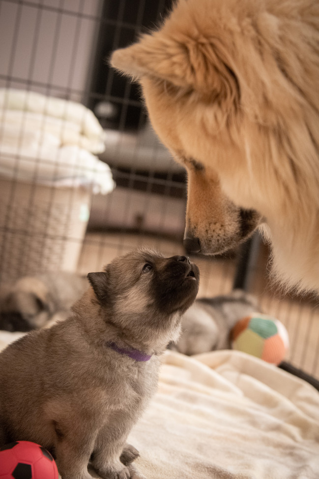Luna und Alva