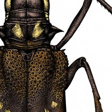 Batocera lineolata.JPG