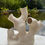 Thumbnail: Coral Sculpture