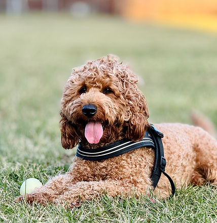 Happy pup, soaking up sun, relaxed, content, and right at home