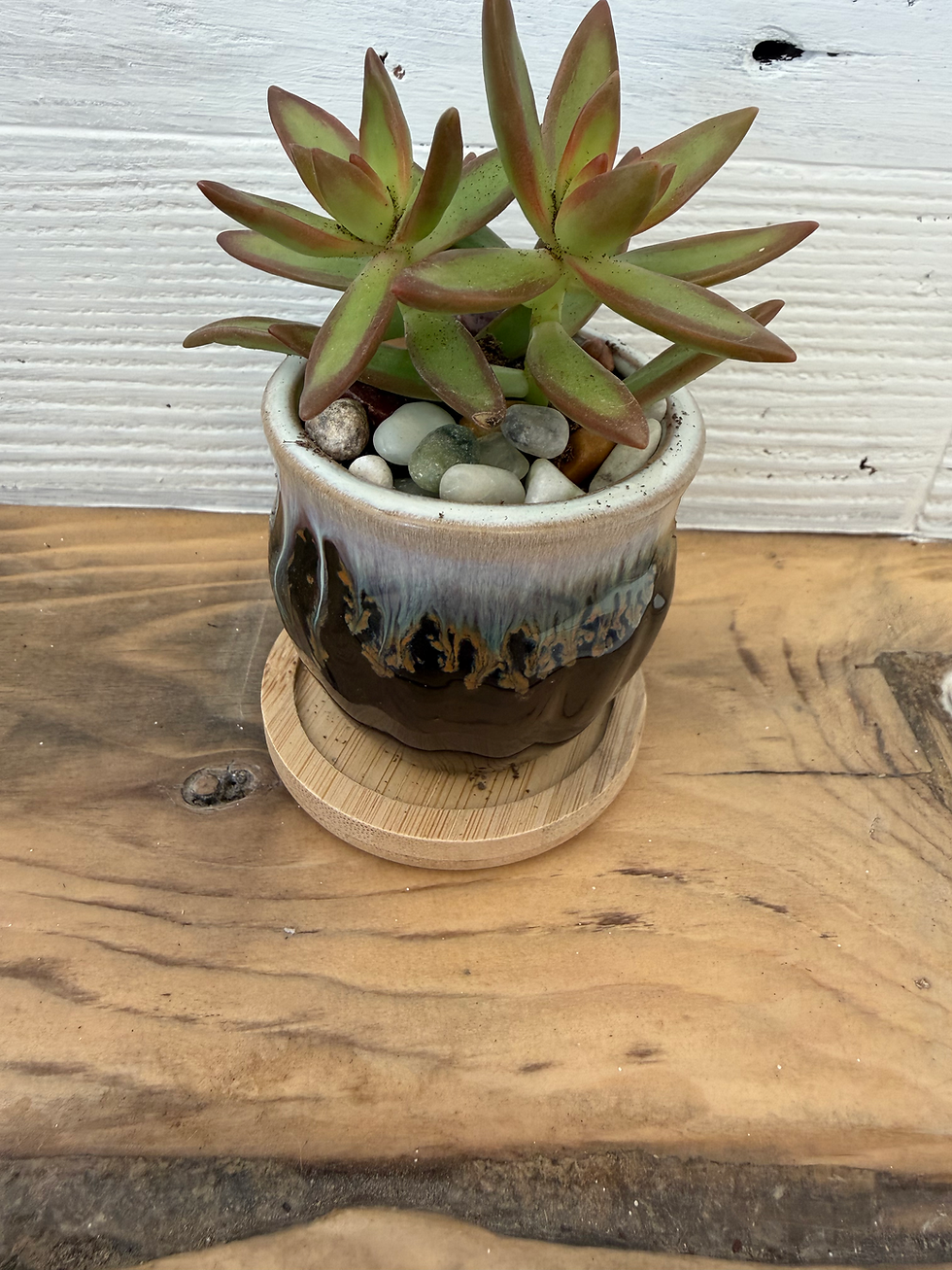 Thumbnail: Succulents Misc.