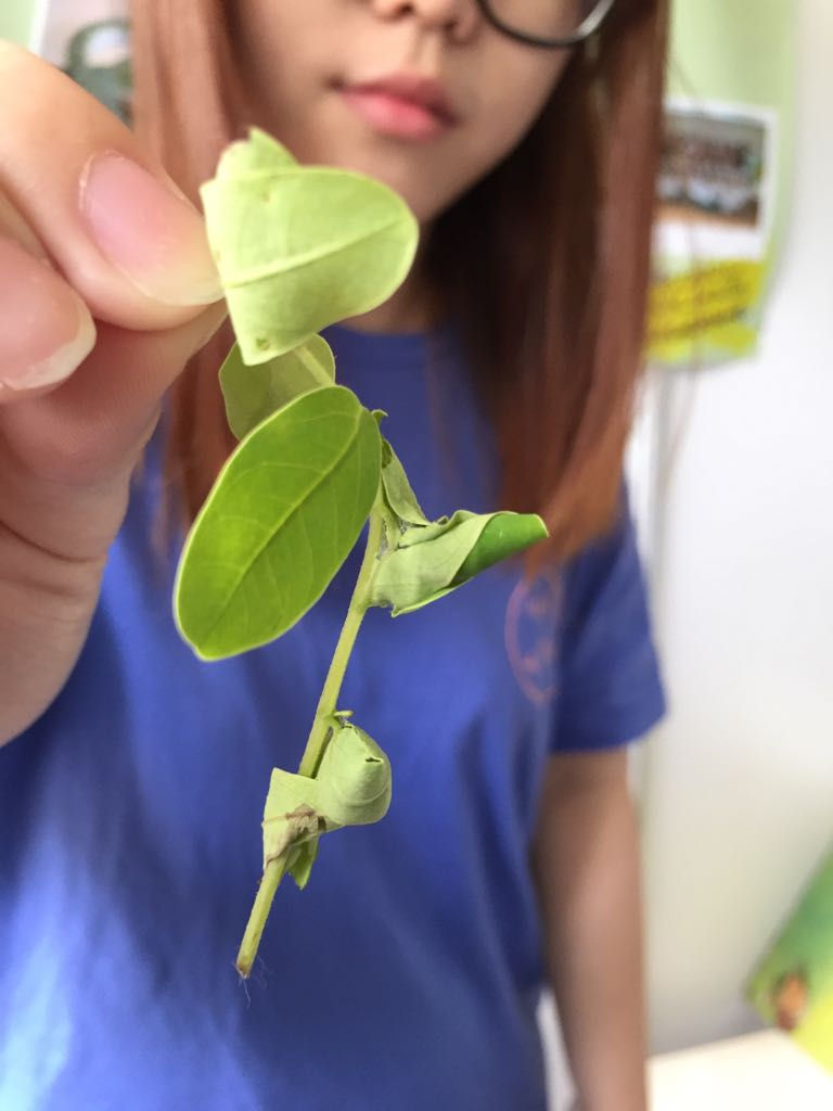The main theme that our Exco member have prepared for the year 1s to showcase of butterfly garden is the different species of caterpillar that can be found in our very own butterfly garden @RP