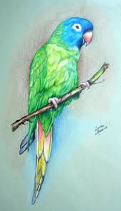 images