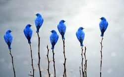 aves_azules1