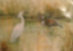 Heron and Egret