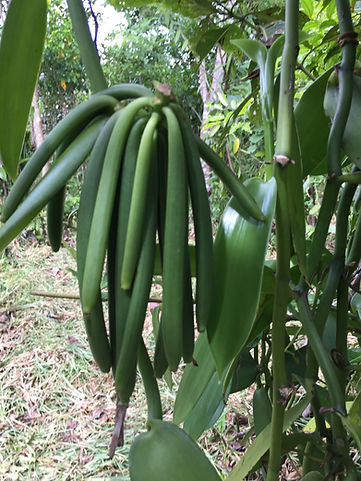 Bemarivo Vanilla