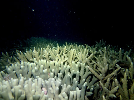 サンゴの産卵調査