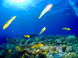 体験ダイビング