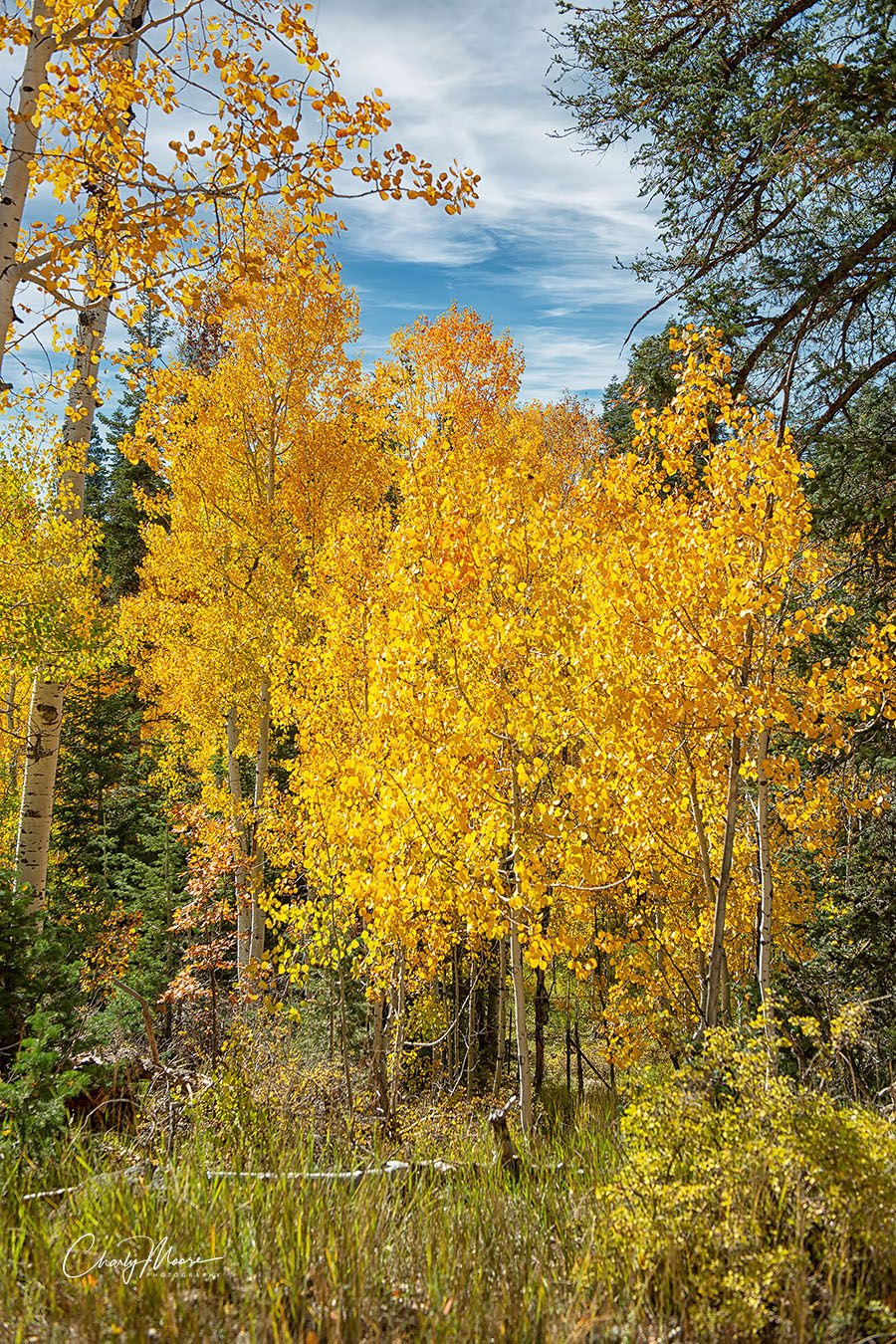 Fall Colores Kolob Terrace Road #7